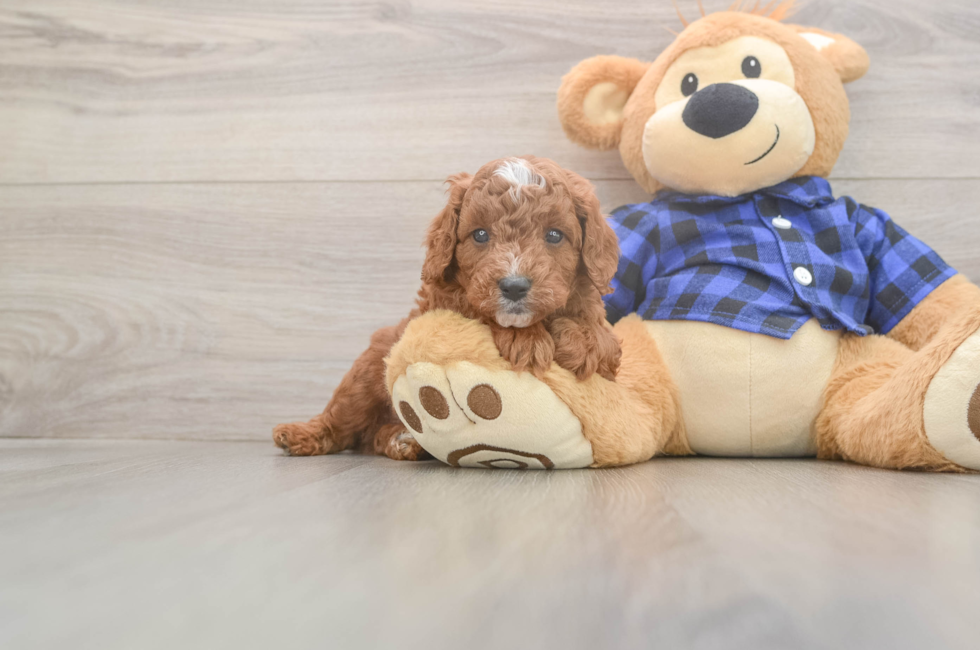 5 week old Cavapoo Puppy For Sale - Simply Southern Pups