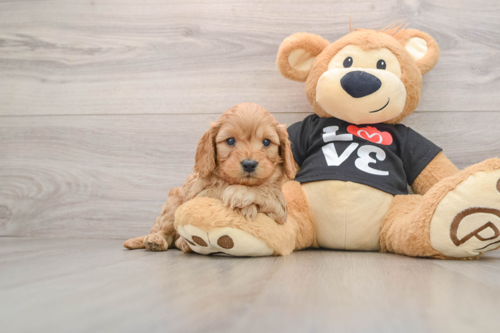 Petite Cavapoo Poodle Mix Pup