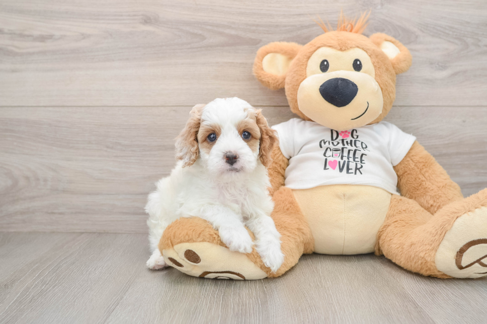 Funny Cavapoo Poodle Mix Pup