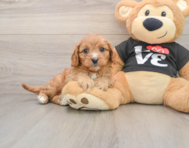 8 week old Cavapoo Puppy For Sale - Simply Southern Pups