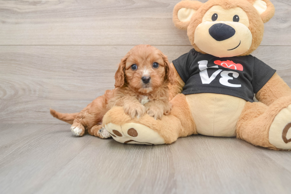 Best Cavapoo Baby