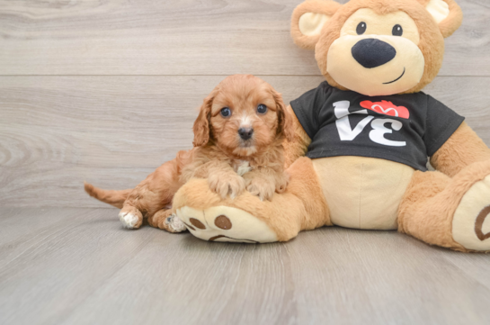 Best Cavapoo Baby
