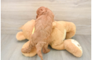 Small Cavapoo Baby