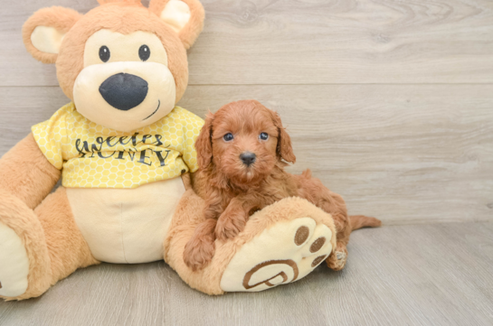 Cavapoo Puppy for Adoption
