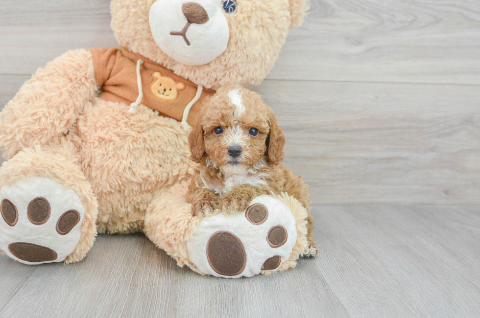 8 week old Cavapoo Puppy For Sale - Simply Southern Pups