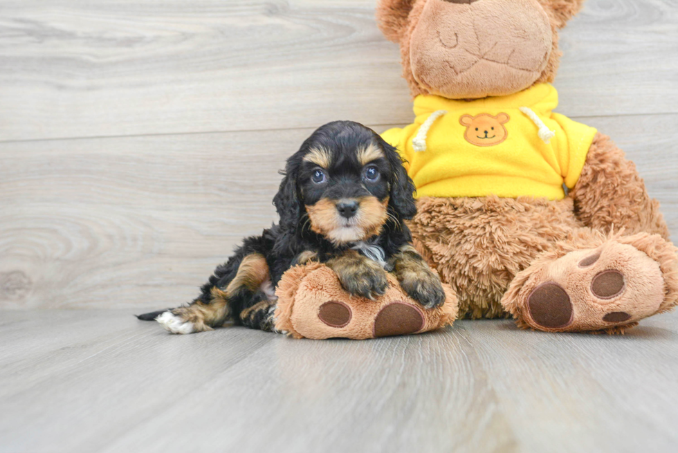 Little Cavoodle Poodle Mix Puppy