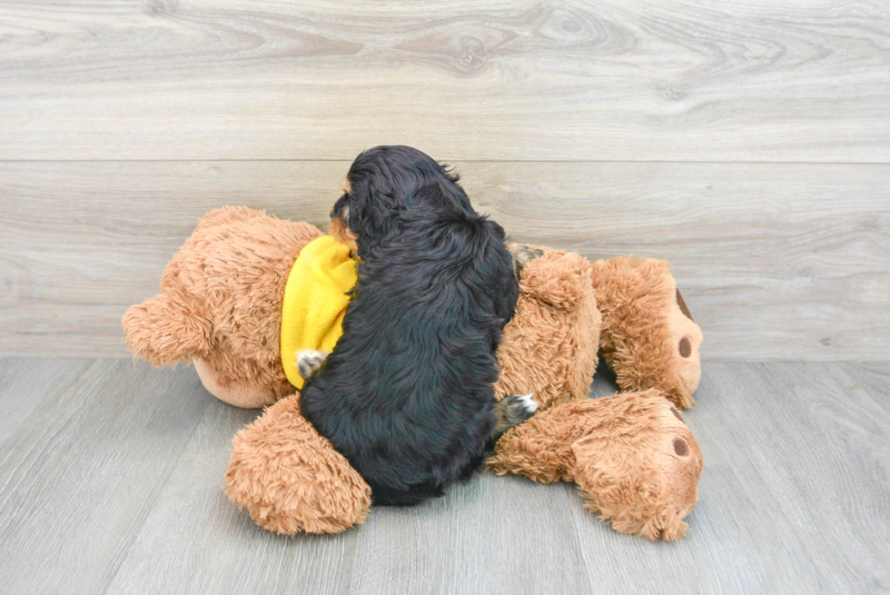 Best Cavapoo Baby