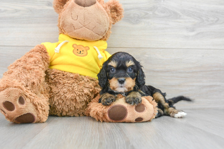 Best Cavapoo Baby