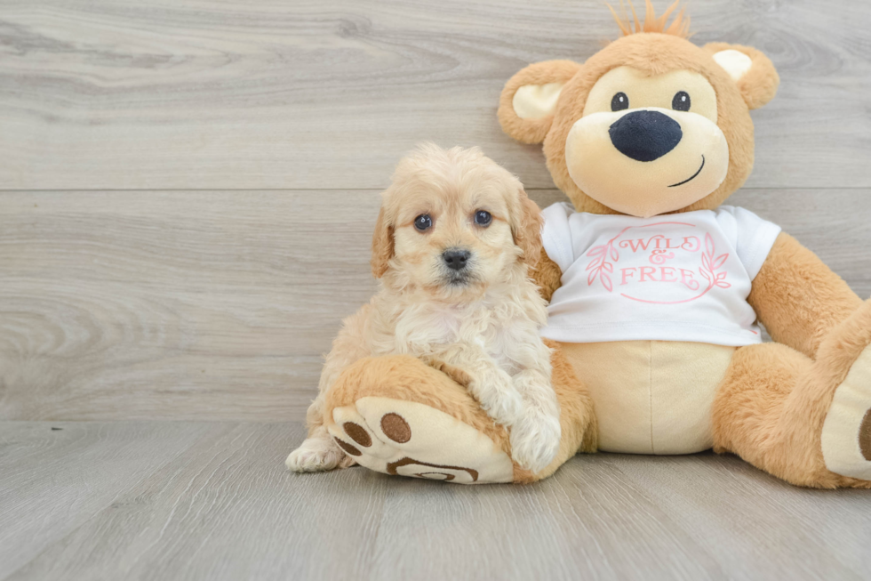 Best Cavapoo Baby