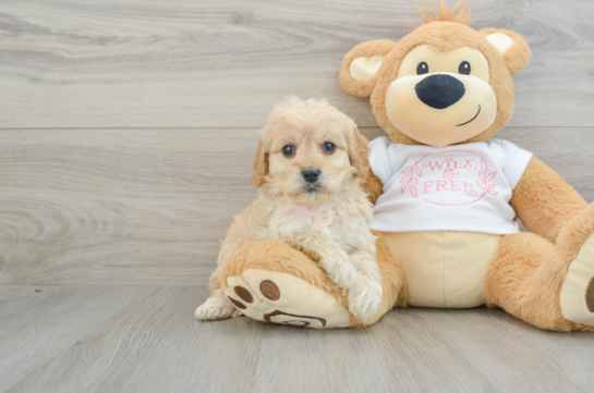 Best Cavapoo Baby