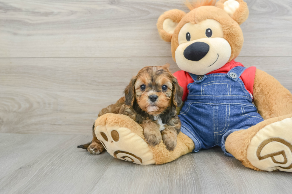 5 week old Cavapoo Puppy For Sale - Simply Southern Pups