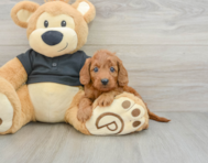 8 week old Cavapoo Puppy For Sale - Simply Southern Pups