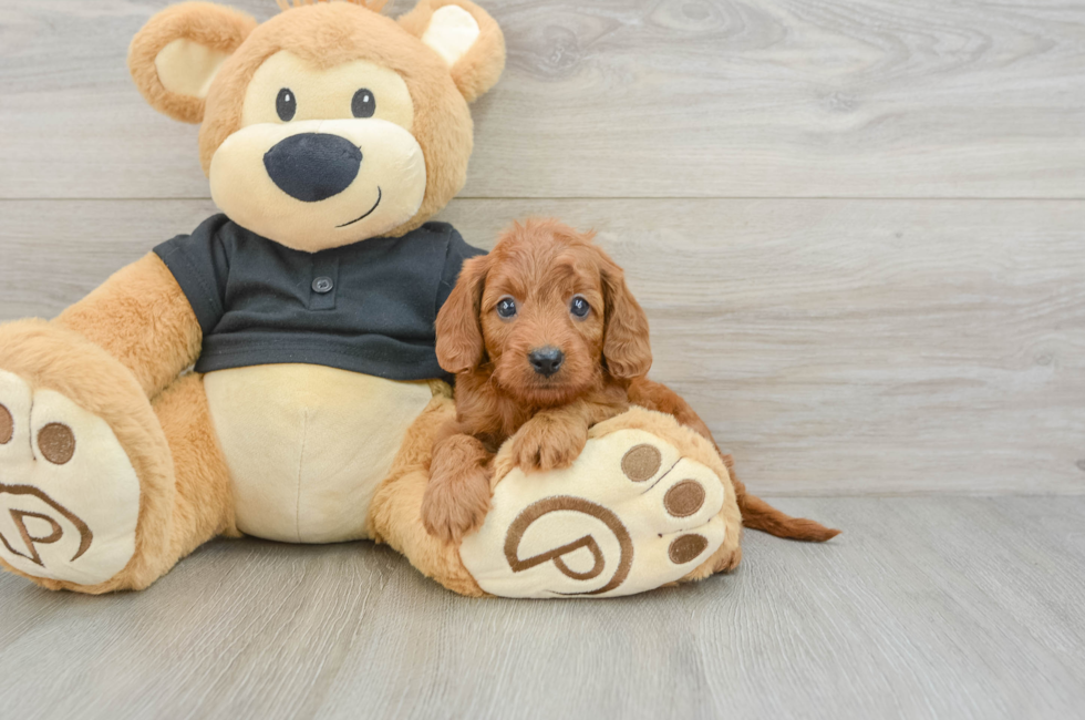 7 week old Cavapoo Puppy For Sale - Simply Southern Pups