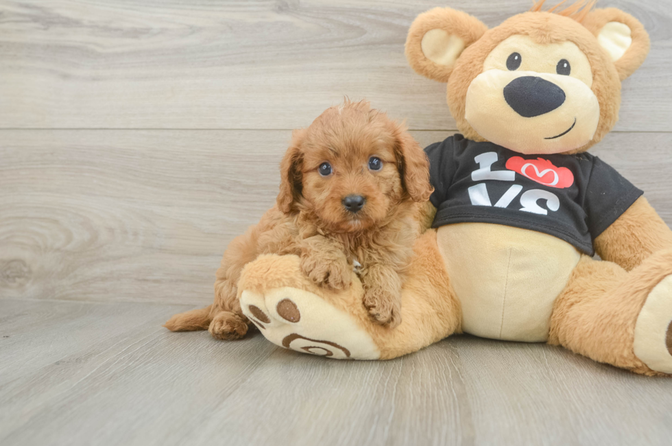 6 week old Cavapoo Puppy For Sale - Simply Southern Pups