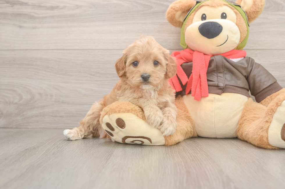 6 week old Cavapoo Puppy For Sale - Simply Southern Pups