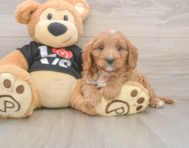 8 week old Cavapoo Puppy For Sale - Simply Southern Pups