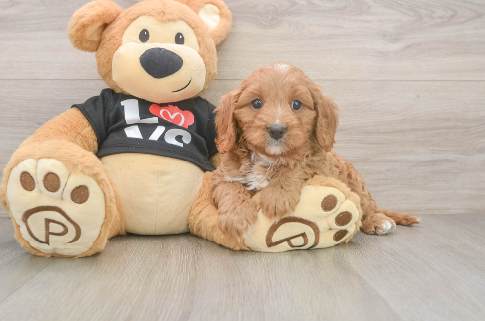 8 week old Cavapoo Puppy For Sale - Simply Southern Pups