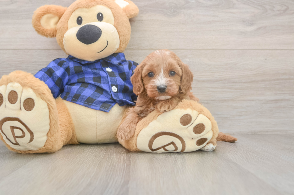 5 week old Cavapoo Puppy For Sale - Simply Southern Pups