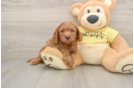 Best Cavapoo Baby