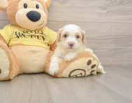 7 week old Cavapoo Puppy For Sale - Simply Southern Pups