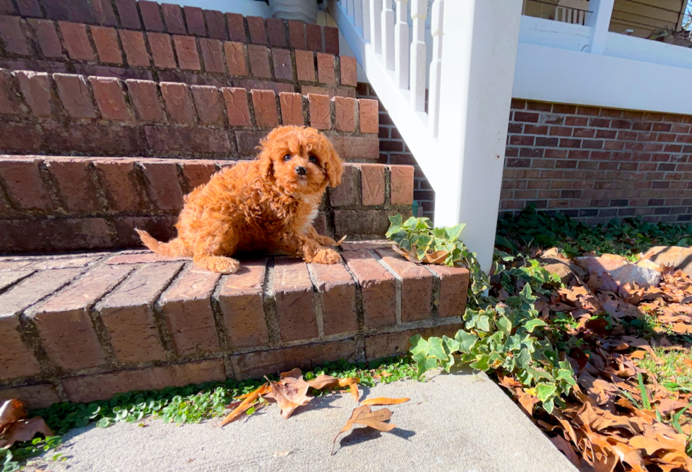 Cute Cavapoo Baby