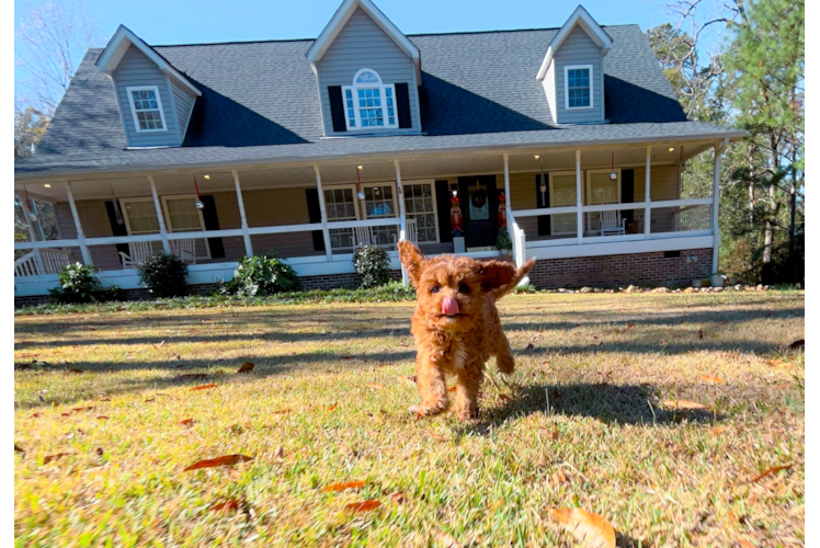 Cute Cavapoodle Poodle Mix Puppy