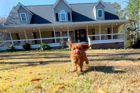 Cute Cavapoodle Poodle Mix Puppy