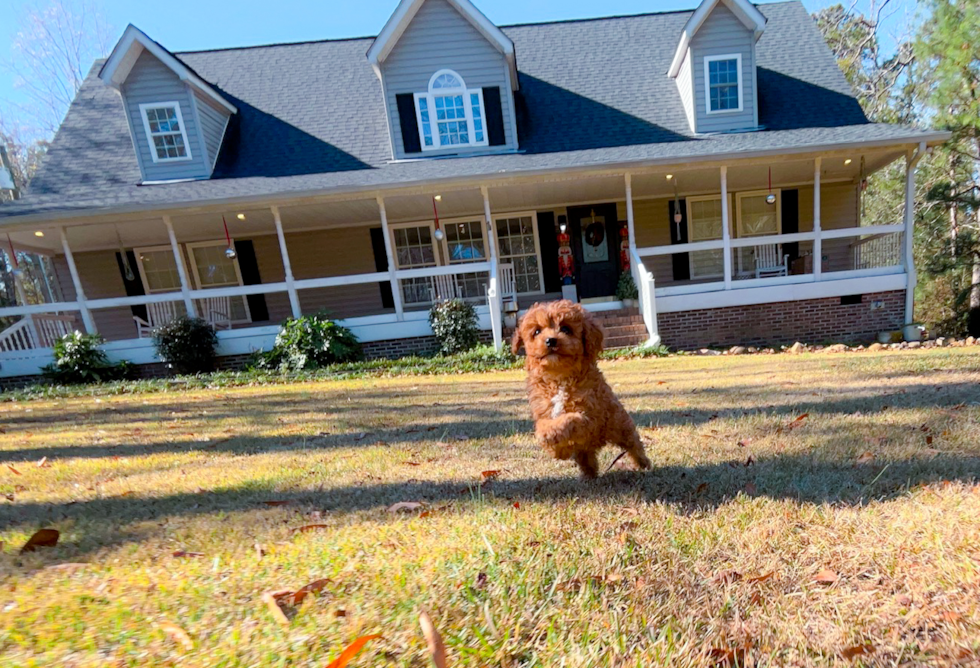 Cute Cavapoo Poodle Mix Pup