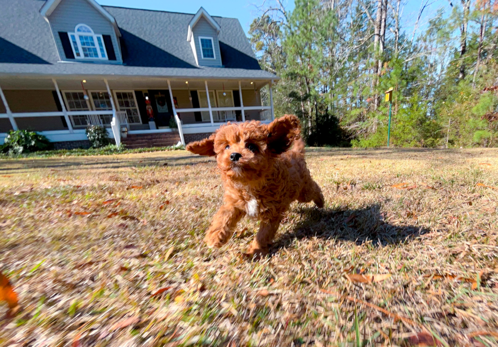 Cute Cavapoo Baby