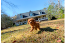 Cavapoo Puppy for Adoption