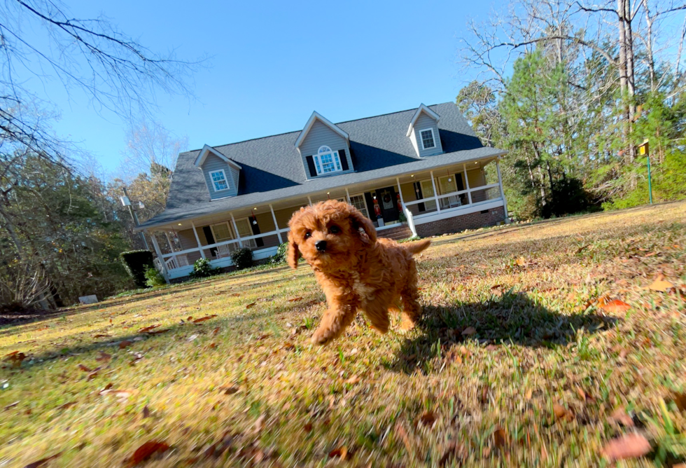 Cavapoo Puppy for Adoption