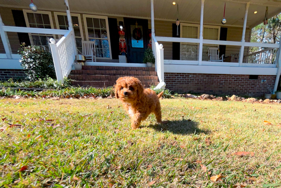 Cute Cavalier King Charles Spaniel and Poodle Mix Poodle Mix Puppy