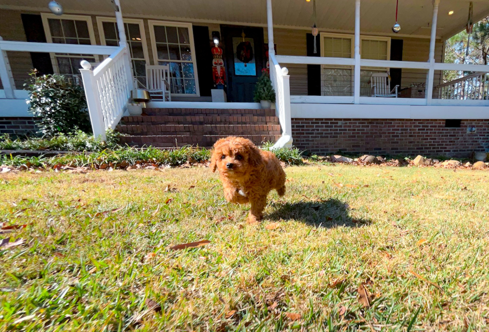 Cavapoo Pup Being Cute