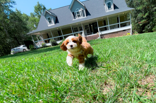 Cute Cavapoo Baby