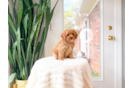 Cute Cavoodle Poodle Mix Puppy