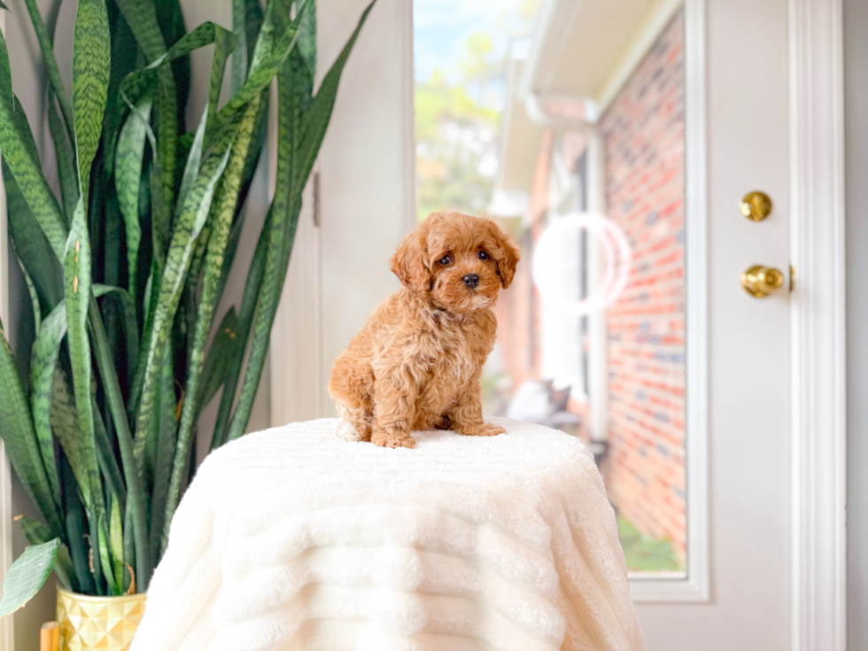 Cute Cavoodle Poodle Mix Puppy