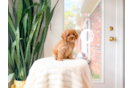 Cute Cavapoo Poodle Mix Pup