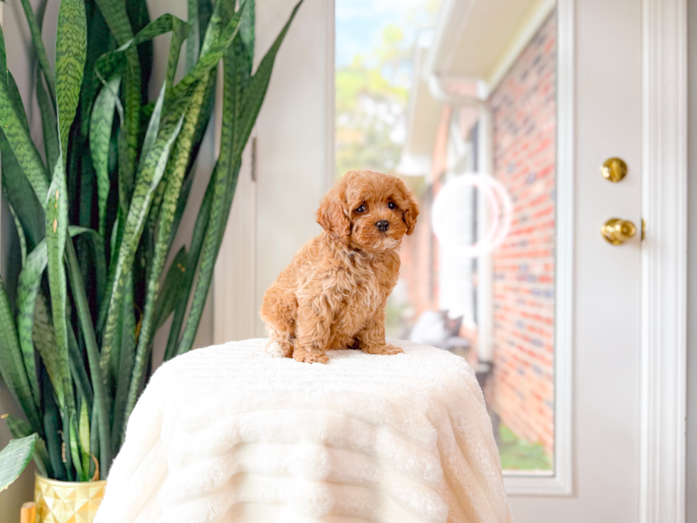Cute Cavapoo Poodle Mix Pup