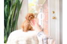 Cute Cavoodle Poodle Mix Puppy