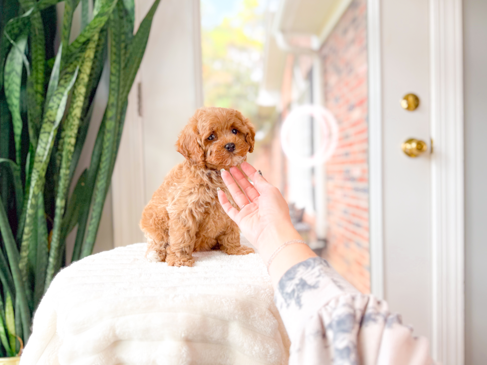 Cute Cavoodle Poodle Mix Puppy