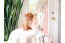 Cavapoo Pup Being Cute