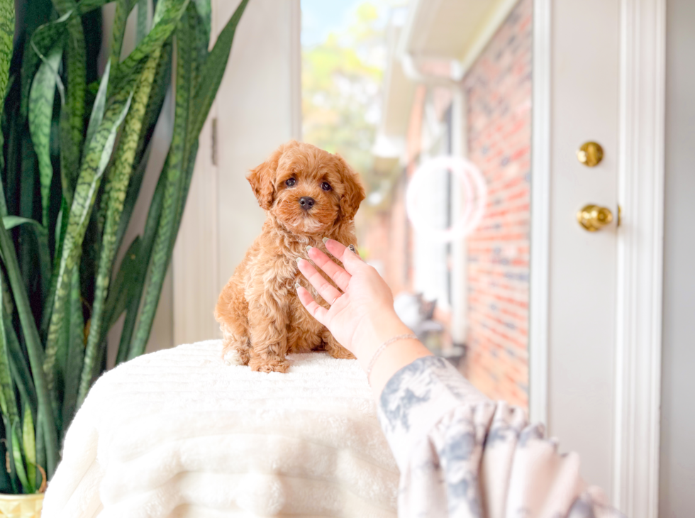 Cavapoo Pup Being Cute