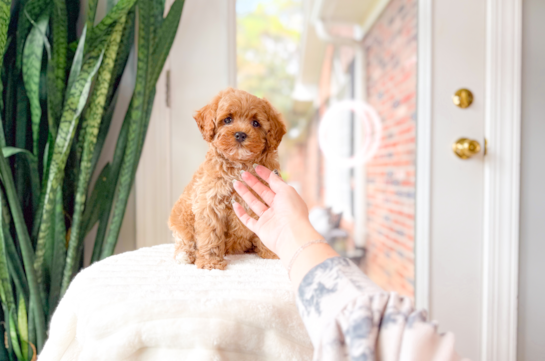 Cavapoo Pup Being Cute