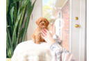 Cute Cavapoo Poodle Mix Pup