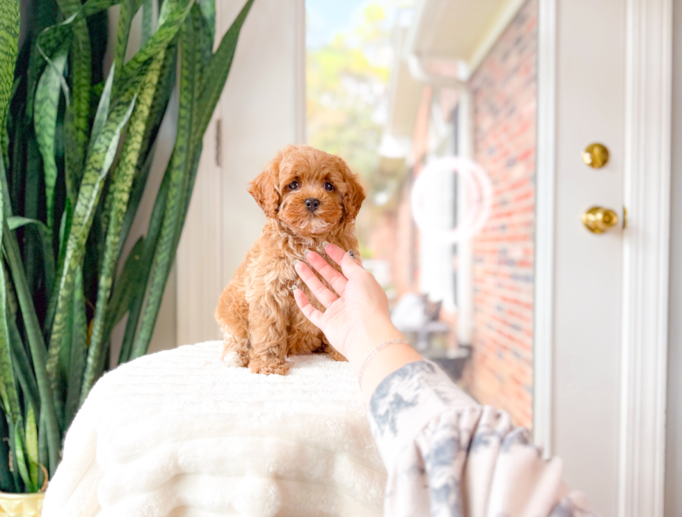 Cute Cavapoo Poodle Mix Pup