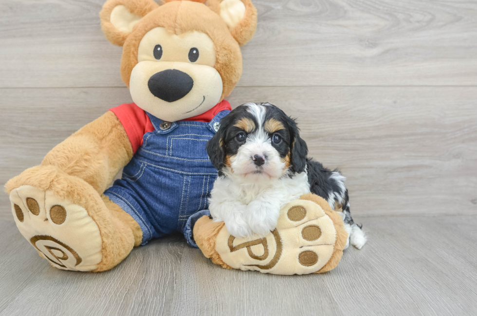 5 week old Cavapoo Puppy For Sale - Simply Southern Pups