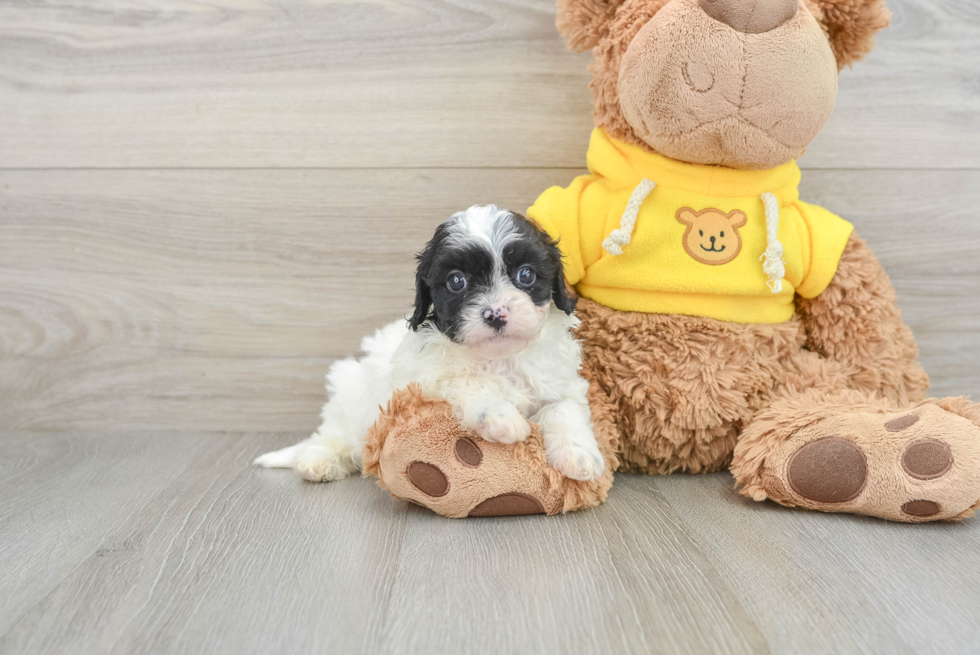 Smart Cavapoo Poodle Mix Pup