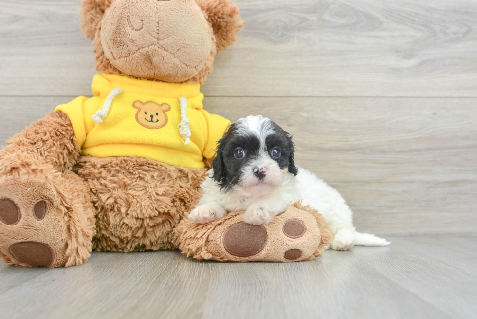 Adorable Cavalier King Charles Spaniel and Poodle Mix Poodle Mix Puppy