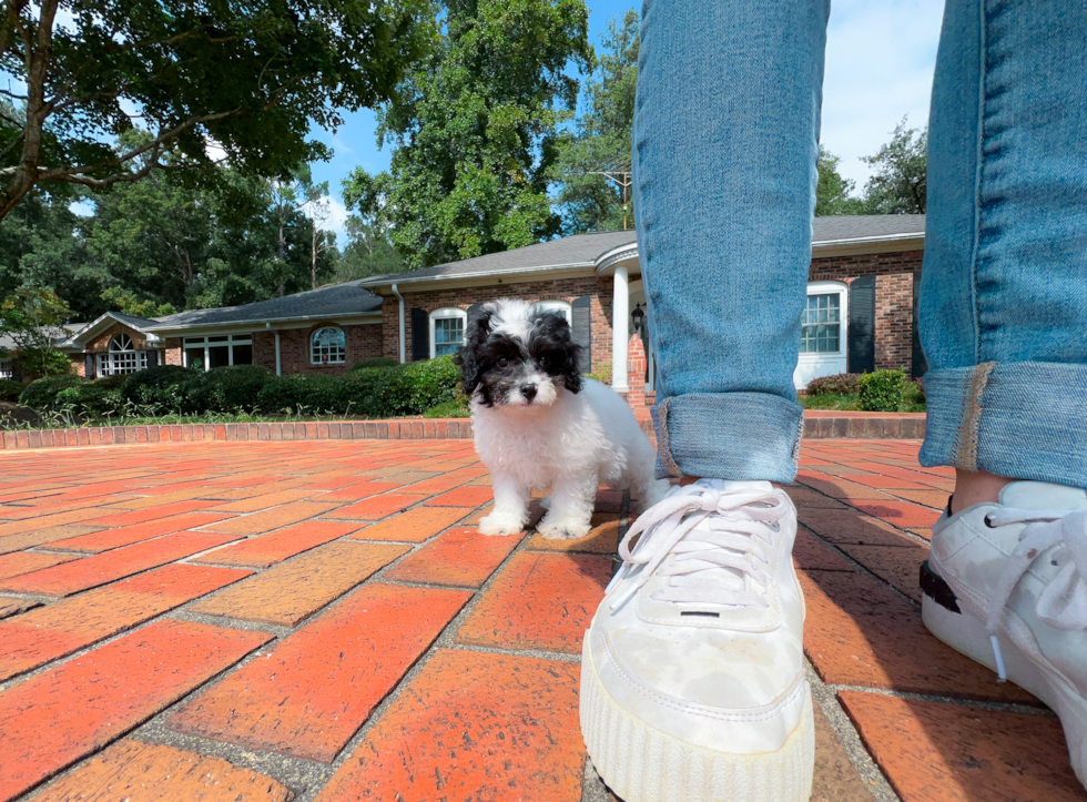 Best Cavapoo Baby