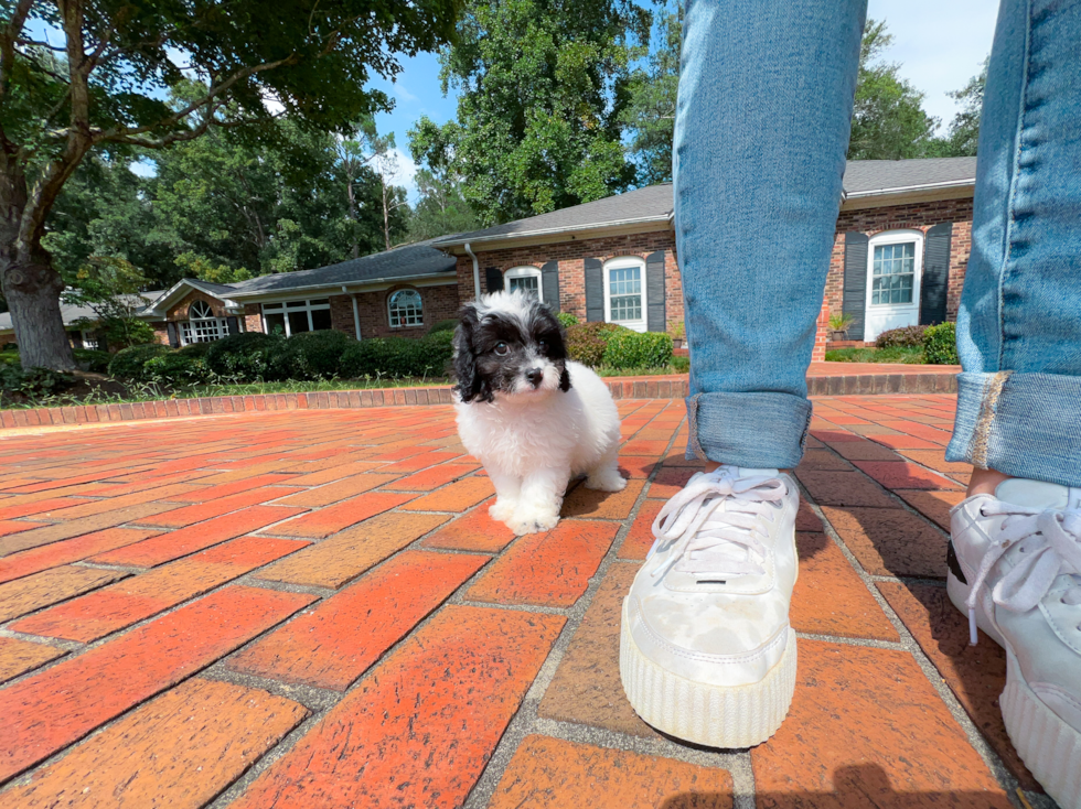 Cute Cavapoo Baby